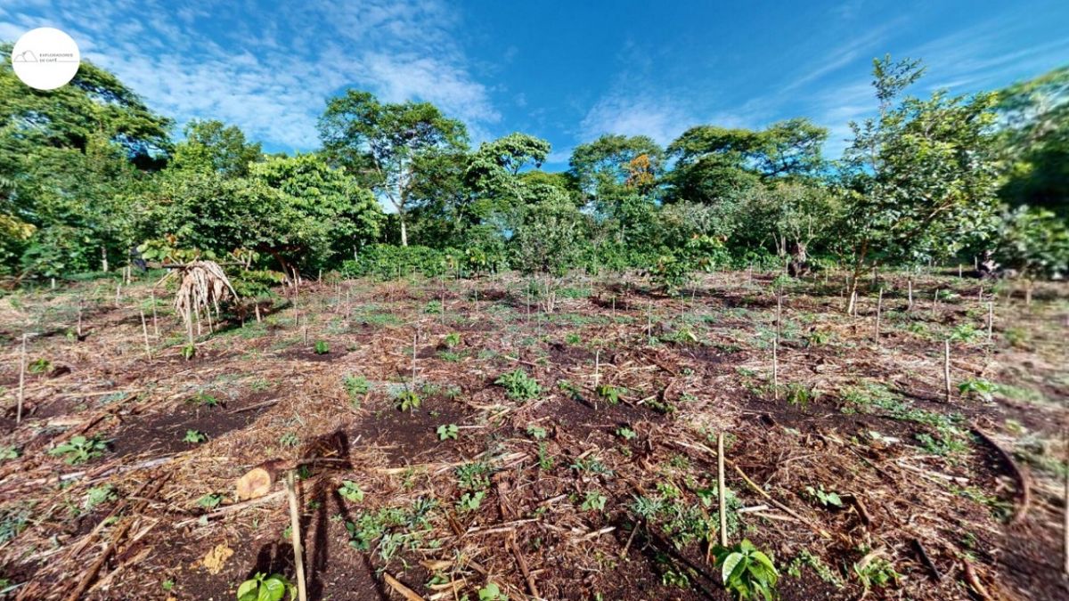 Exploradores de cafe